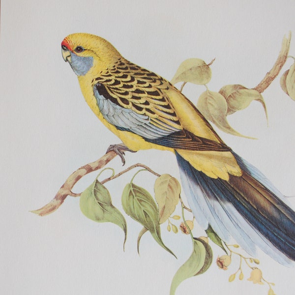 Vintage John Gould  oiseaux / 4 affiches illustrations  d'oiseaux exotiques / reproductions de gravures anciennes lithographies