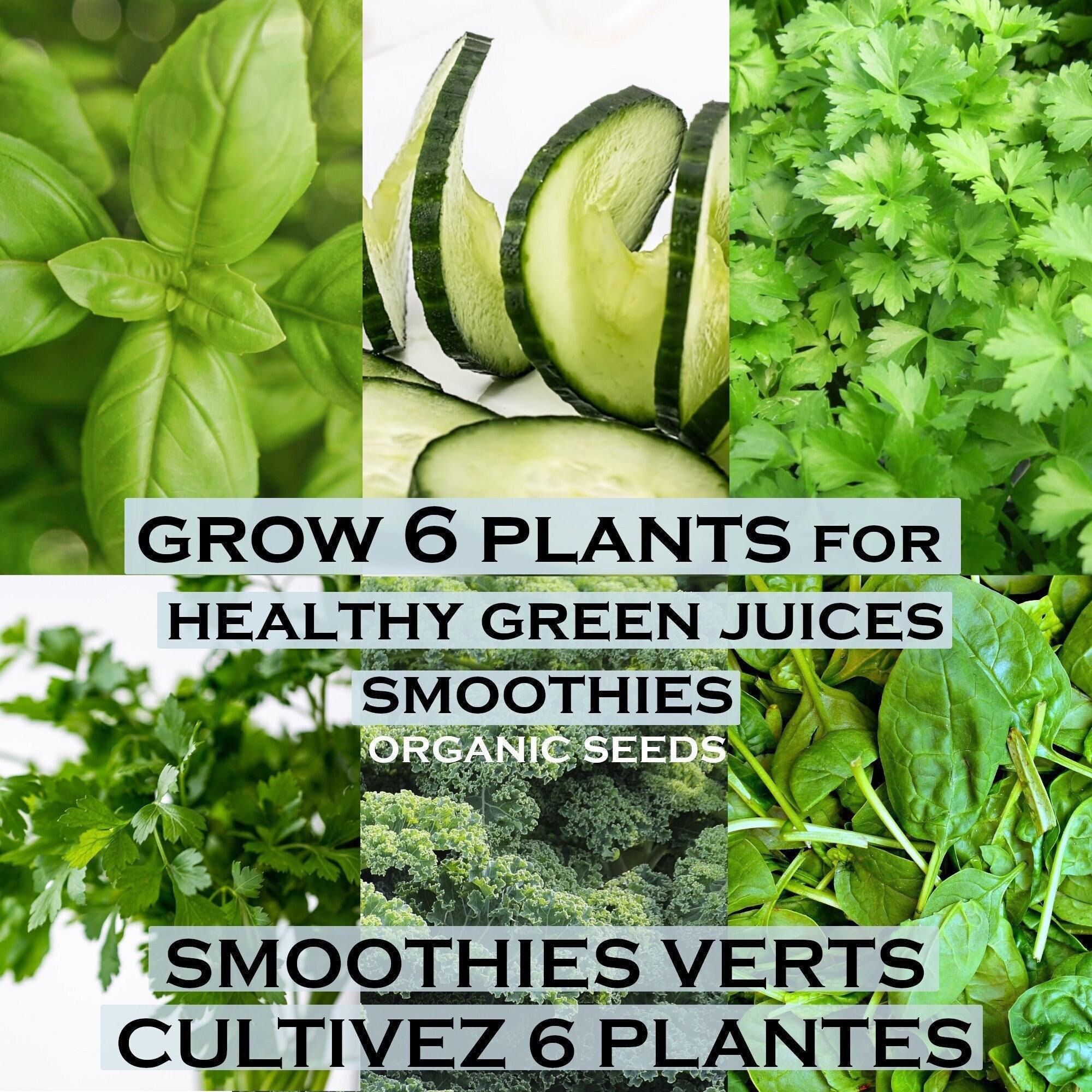 Smoothies Verts/ Bio 6 Plantes Pour Le Jardin/Graines de Epinard Perpétuel/ Concombre/ Basilic/Chou 