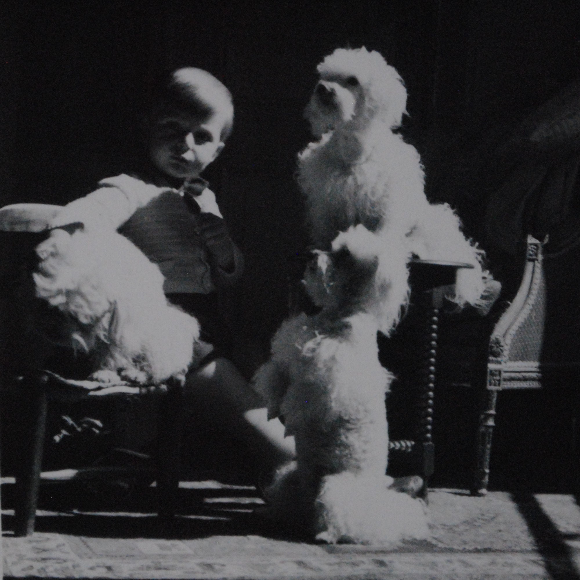 Vintage 1950 4 Photos de Caniches avec Enfant et Belle Jeune Femme-Photo Vintage Noir Blanc-Art Mura