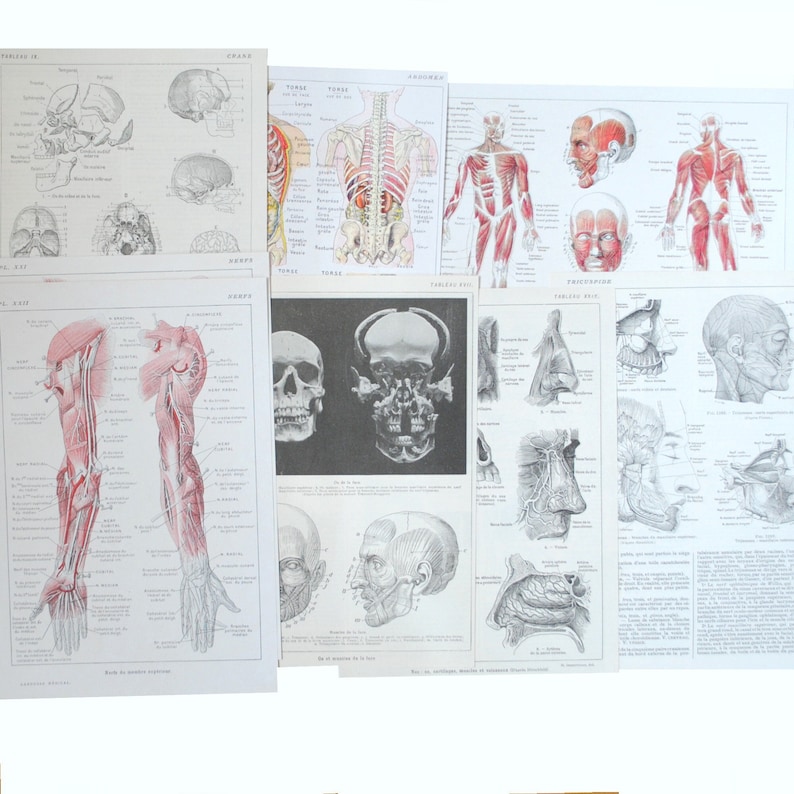 8 planches anatomie corps humain 8 pages de gravures de Etsy France — free download