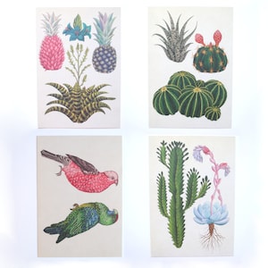 4 cartes art tropical - Illustrations de plantes tropicales , fruits exotiques et oiseaux exotiques - art mural botanique