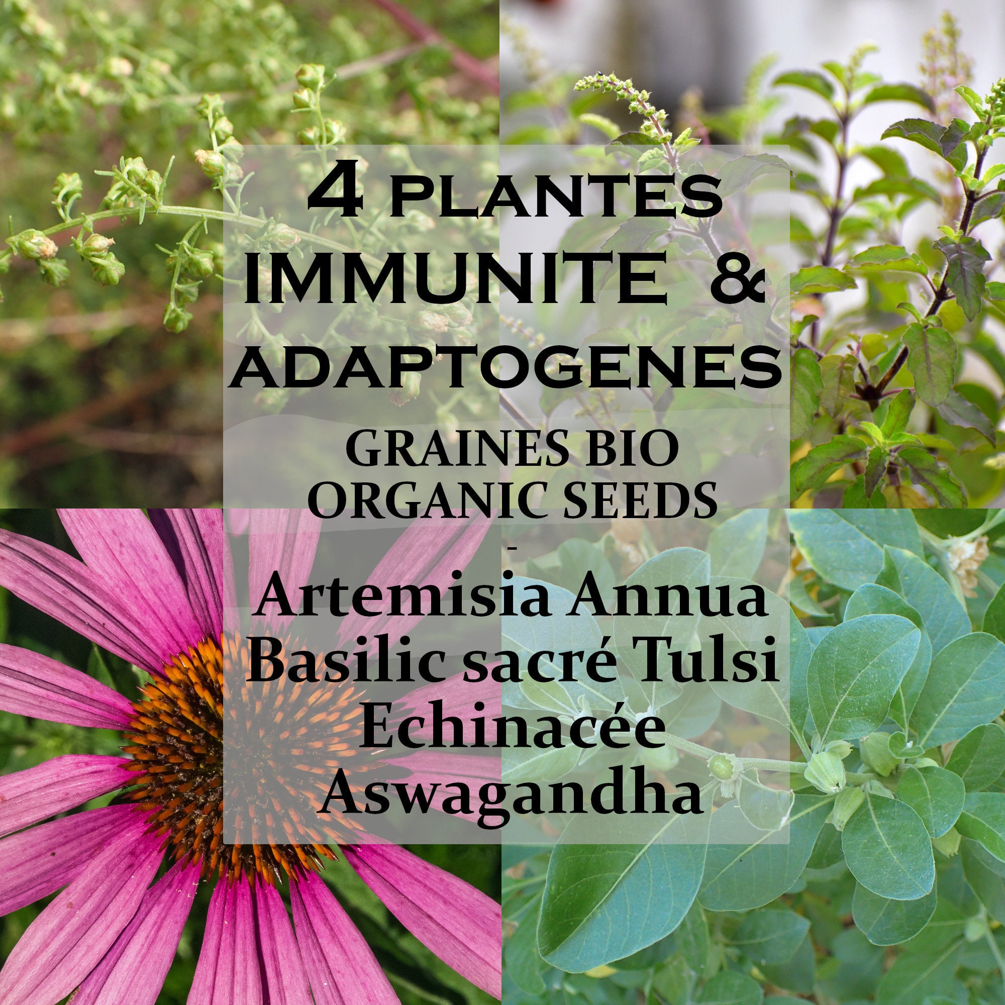 Adaptogène et Immunité/ Kit Graines 4 Plantes Bio Permaculture /Basilic Sacré Tulsi/Aswagandha Echin