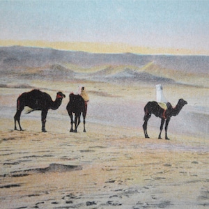 Dromadaires dans le désert et nomades-carte postale ancienne -antique photo d'Afrique du nord-refa1