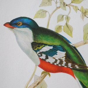 Uccelli vintage di John Gould / illustrazioni a 4 poster di uccelli esotici / riproduzioni di vecchie stampe litografiche