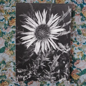 Chardon argenté - Carline - carte postale  vintage fleur / art mural vintage botanique - fleur noir et blanc - affiche fleur noir et blanc