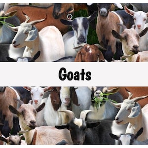 Farm Animals, Ranch, Goats, Llamas, Pigs, Livestock, Country, Rural, Farming, 100% Quilting Cotton Fabric by the Yard
