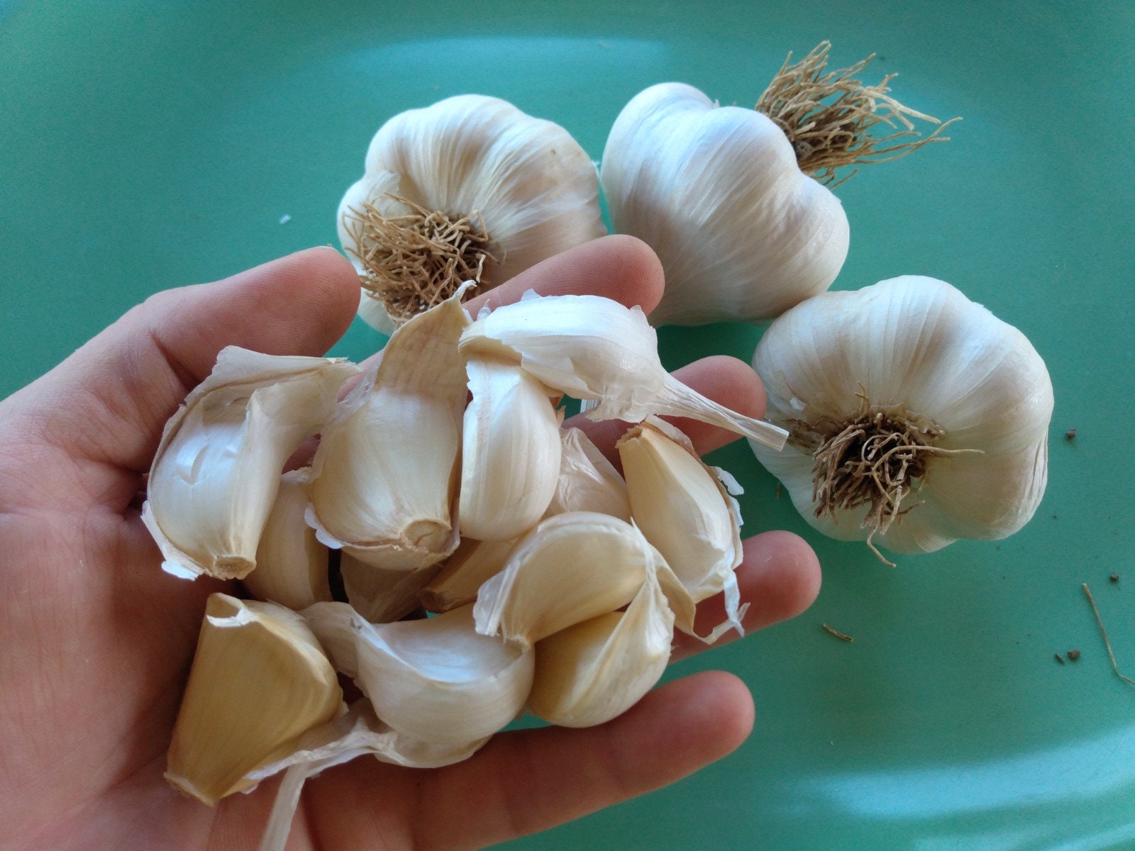 5 Pack Medium Elephant Garlic Bulbs agrohort.ipb.ac.id