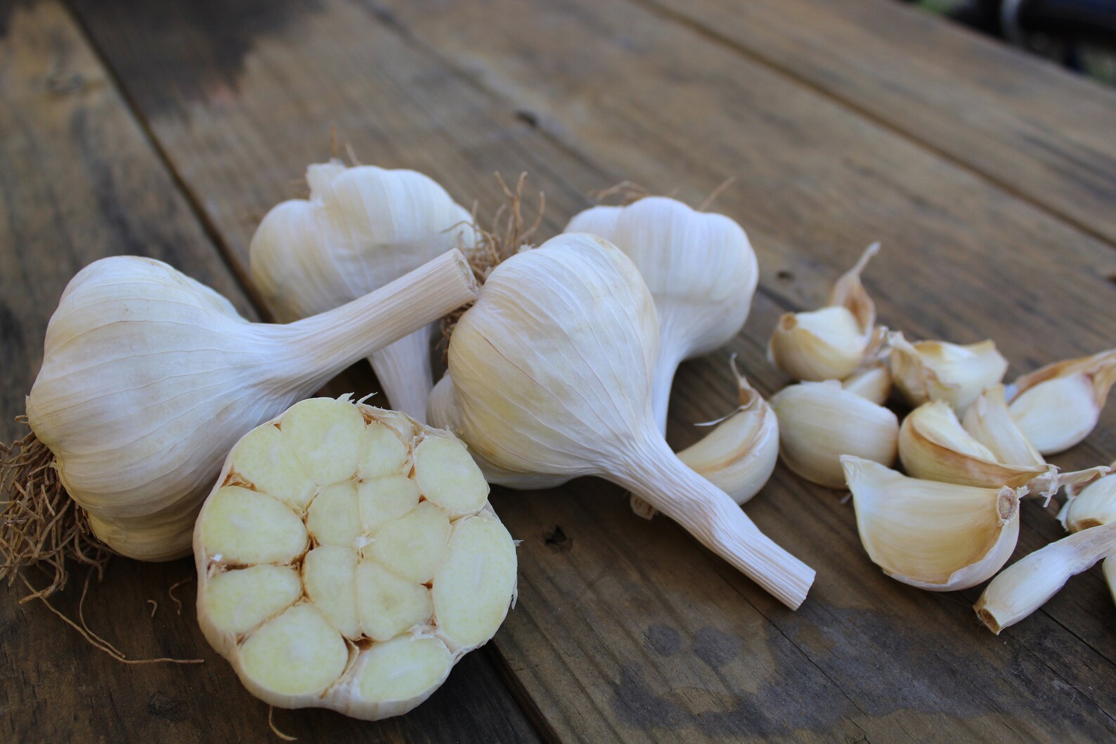5 lbs Chemicalfree Gourmet Bulk Garlic Seed Inchelium Etsy