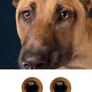 Puede incluir: Primer plano de la cara de un perro con pelaje marr&oacute;n y ojos grandes de color marr&oacute;n oscuro. La nariz del perro es negra y h&uacute;meda. La imagen tambi&eacute;n incluye dos ojos de pl&aacute;stico marrones con pupilas negras.