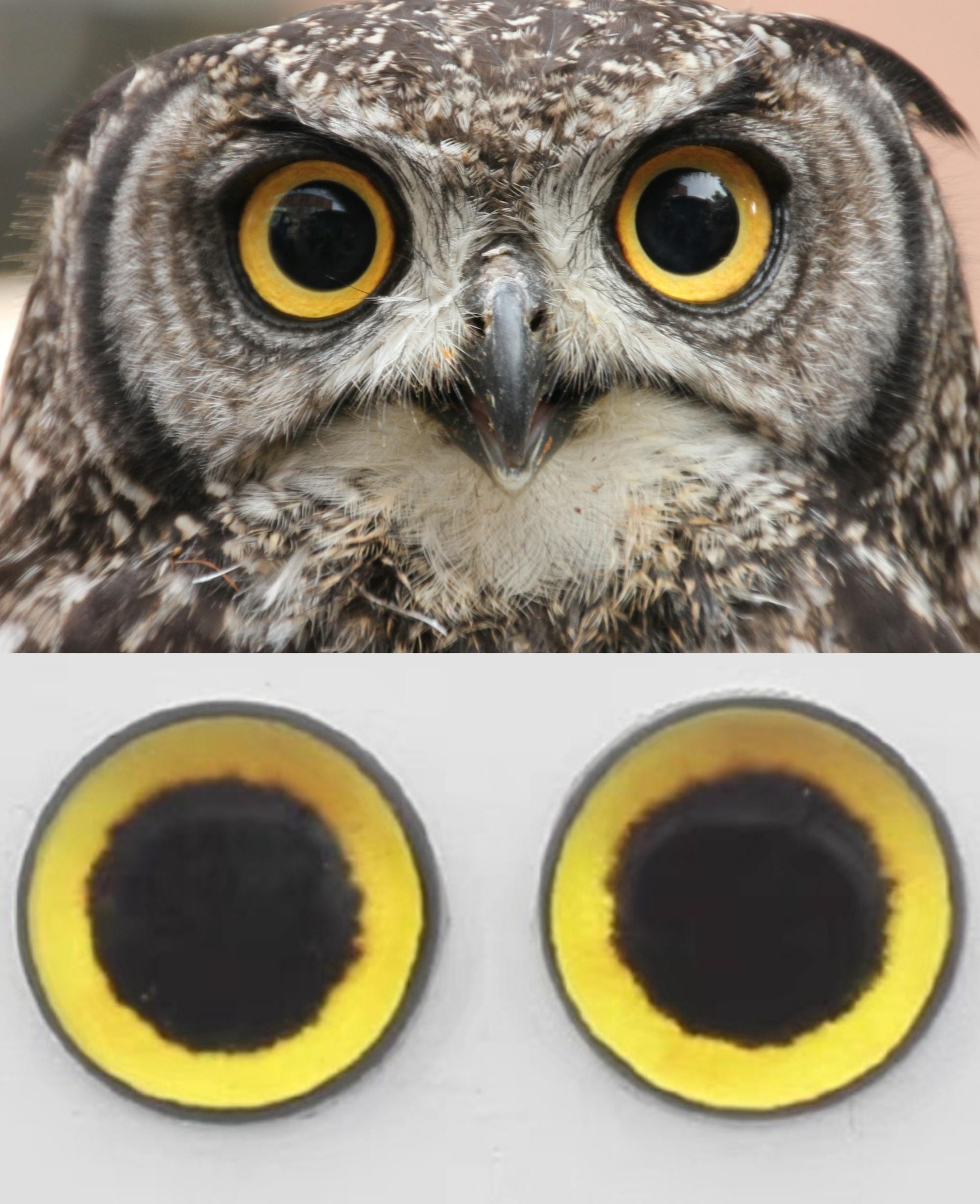 Owl Eyes for Toy Yellow Glass Eyes Large Round Pupil Eyes Felted