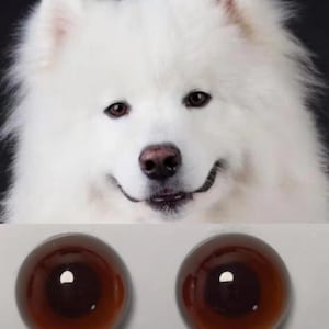May include: A fluffy white Samoyed dog with brown eyes and a smiling expression. Below the dog are two large, round, brown, glass eyes. The eyes have a dark brown centre and a lighter brown outer ring.