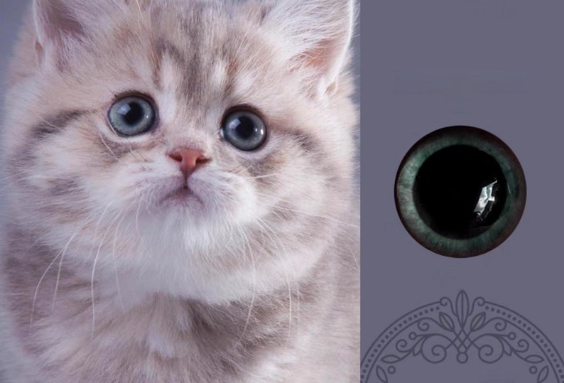 Puede incluir: Primer plano de un gatito esponjoso con pelaje gris claro y blanco y ojos azules grandes y redondos. La nariz del gatito es rosa. A la derecha hay un solo ojo detallado con una pupila oscura y un iris verde.