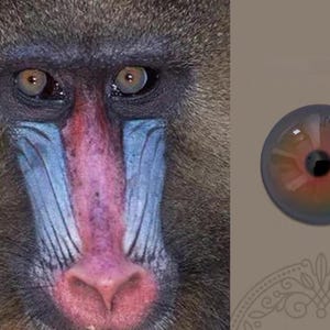 May include: Close-up of a mandrill's face, showcasing its distinctive blue, red, and pink facial markings. The image also features a detailed, colorful eye with a black pupil, set against a neutral background. The eye is a contact lens.