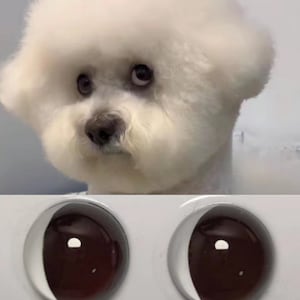 以下が含まれることがあります： 大きく暗い茶色のググリーアイを持つ白いふわふわの犬。犬は顔に深刻な表情をしています。