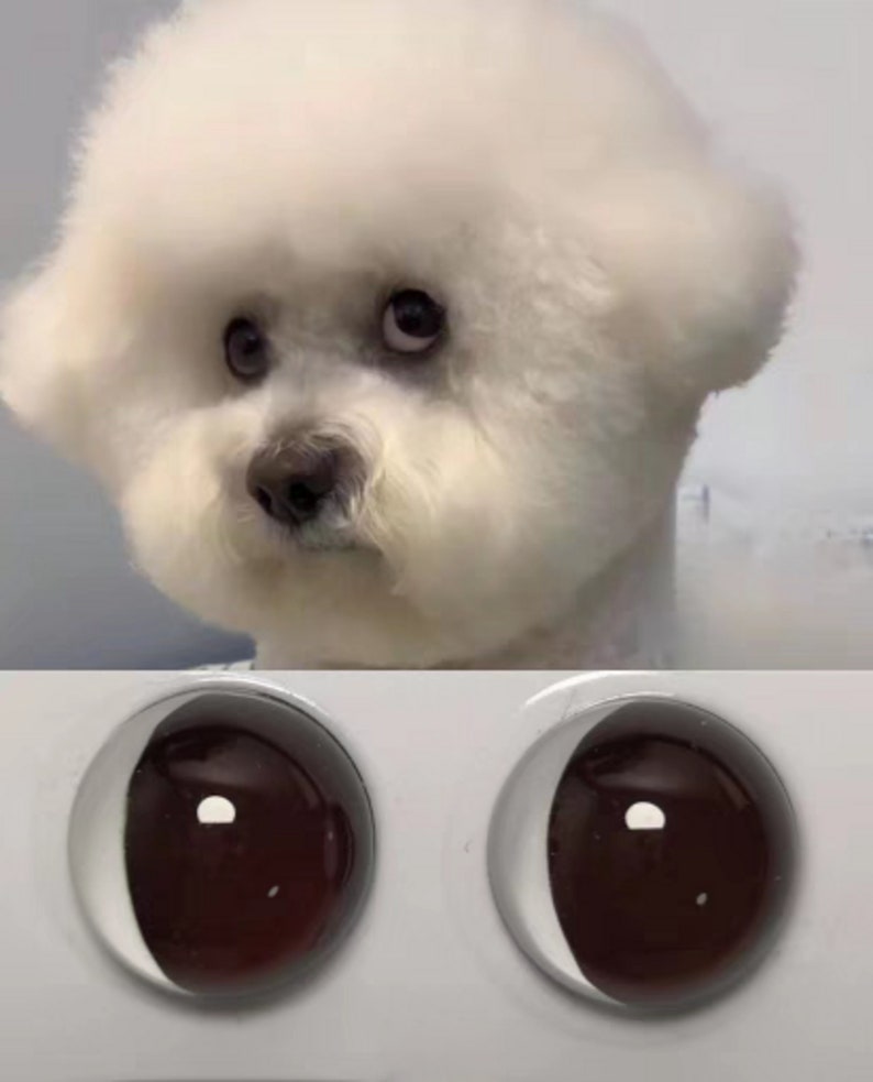 May include: A white fluffy dog with large, dark brown googly eyes. The dog has a serious expression on its face.