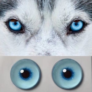 Op de afbeelding: Close-up van de doordringende blauwe ogen van een husky, gecontrasteerd met een paar ronde, lichtblauwe, oogvormige objecten met donkere centra. De vacht van de husky is wit en grijs, met een beetje sneeuw.