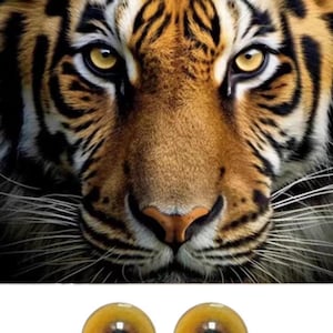 May include: Close-up of a tiger's face with bright yellow eyes. The tiger has black stripes on its orange fur. Two realistic yellow tiger eyes with black pupils are shown below the tiger's face.