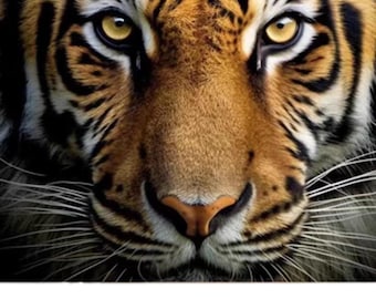 Bengal Tiger Kiefer Mit Zähnen – Replik Aus Kunststoff Für Taxidermie & Deko Bengal Tiger Kiefer Mit Zähnen – Replik Aus Kunststoff Für Taxidermie & Deko