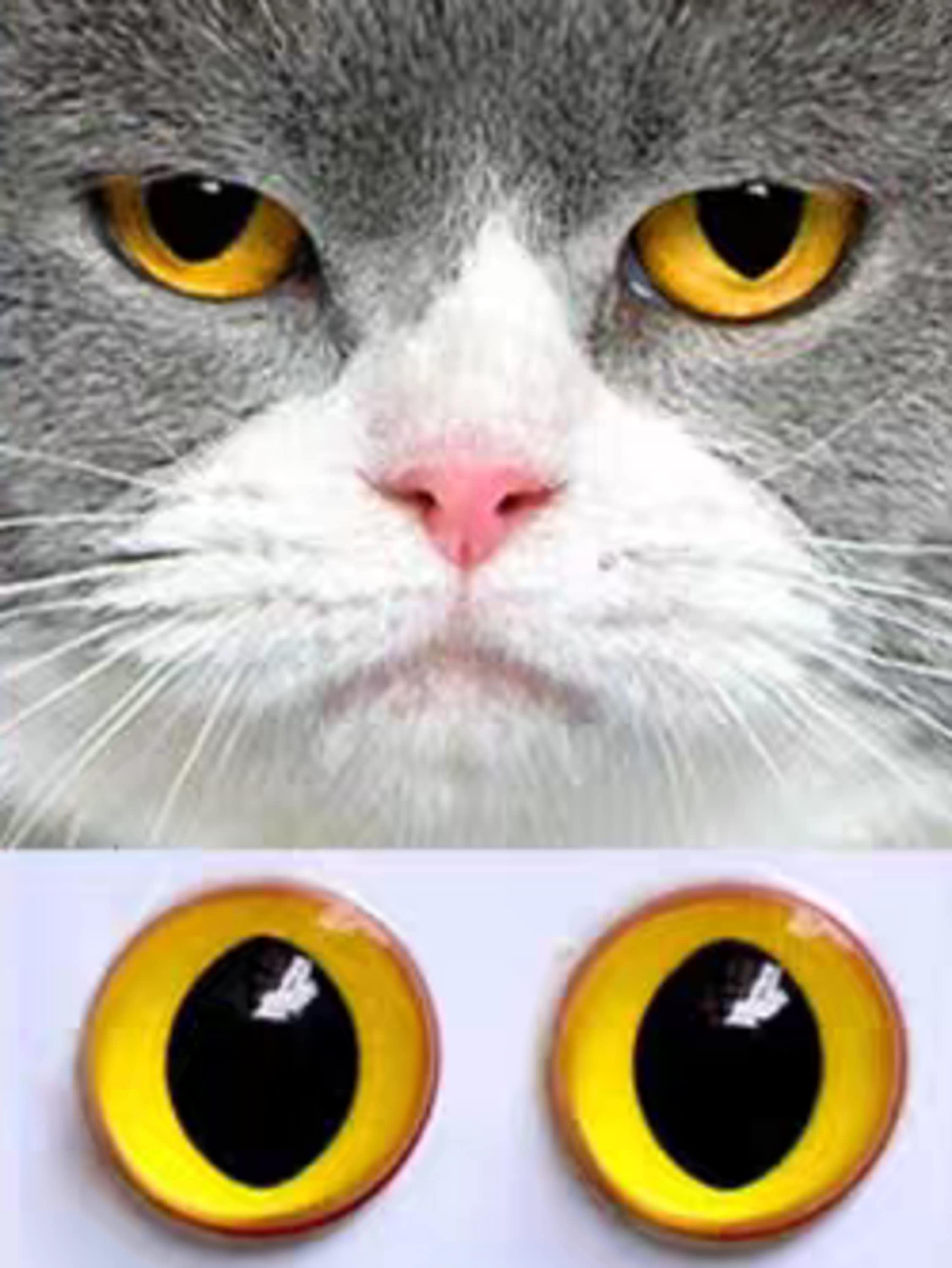 黄色い猫の目、おもちゃ用のガラスの目、フェルトの猫、猫のぬいぐるみ