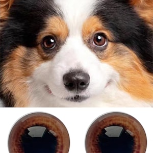 Puede incluir: Primer plano de la cara de un perro Corgi con ojos marrones, pelaje negro, blanco y marrón. Debajo, dos ojos de cristal marrón con pupilas oscuras, adecuados para manualidades o hacer muñecas.