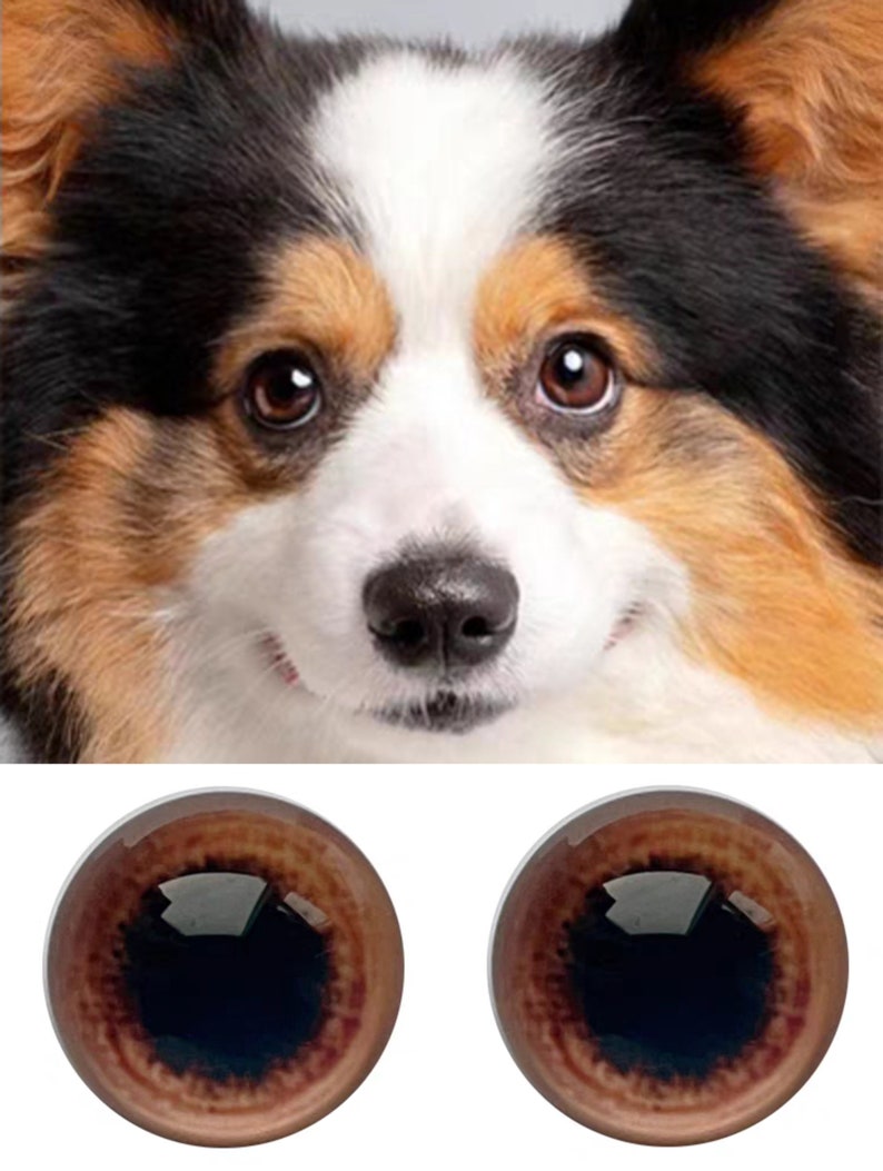 K&ouml;nnte beinhalten: Nahaufnahme eines Corgi-Gesichts mit braunen Augen, schwarzem, wei&szlig;em und braunem Fell. Darunter zwei braune Glasaugen mit dunklen Pupillen, geeignet f&uuml;r Bastelarbeiten oder Puppenherstellung.