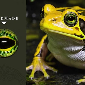 以下が含まれることがあります： 緑色の目をした黄色と黒の蛙のクローズアップ。蛙はざらざらした肌をしていて、暗い表面に座っています。