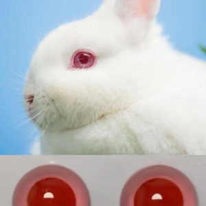 Peut inclure: Gros plan sur un lapin blanc aux oreilles roses et aux yeux rouges. Le lapin regarde vers la gauche. En dessous du lapin, deux yeux globuleux rouges et roses.