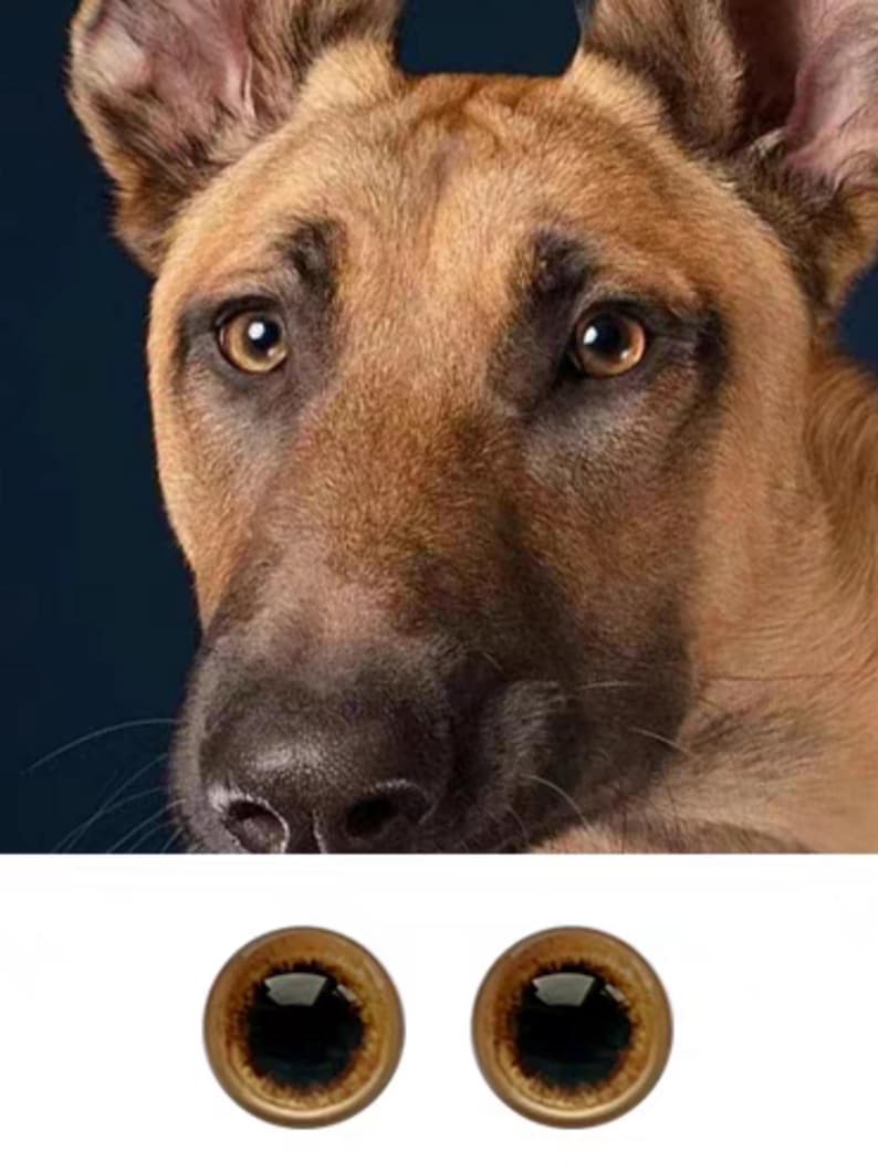 Puede incluir: Primer plano de la cara de un perro con pelaje marr&oacute;n y ojos grandes de color marr&oacute;n oscuro. La nariz del perro es negra y h&uacute;meda. La imagen tambi&eacute;n incluye dos ojos de pl&aacute;stico marrones con pupilas negras.