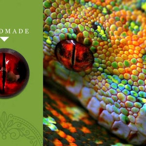 Può includere: Primo piano dell'occhio di un serpente con iride rossa e pupilla nera. Le squame del serpente sono verdi, gialle e arancioni.