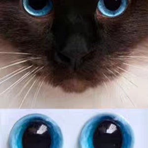 May include: A close-up of a cat's face with vivid blue eyes and a brown and white coat. Below, two round, blue cat eye cabochons with dark pupils are displayed, ideal for crafting projects.
