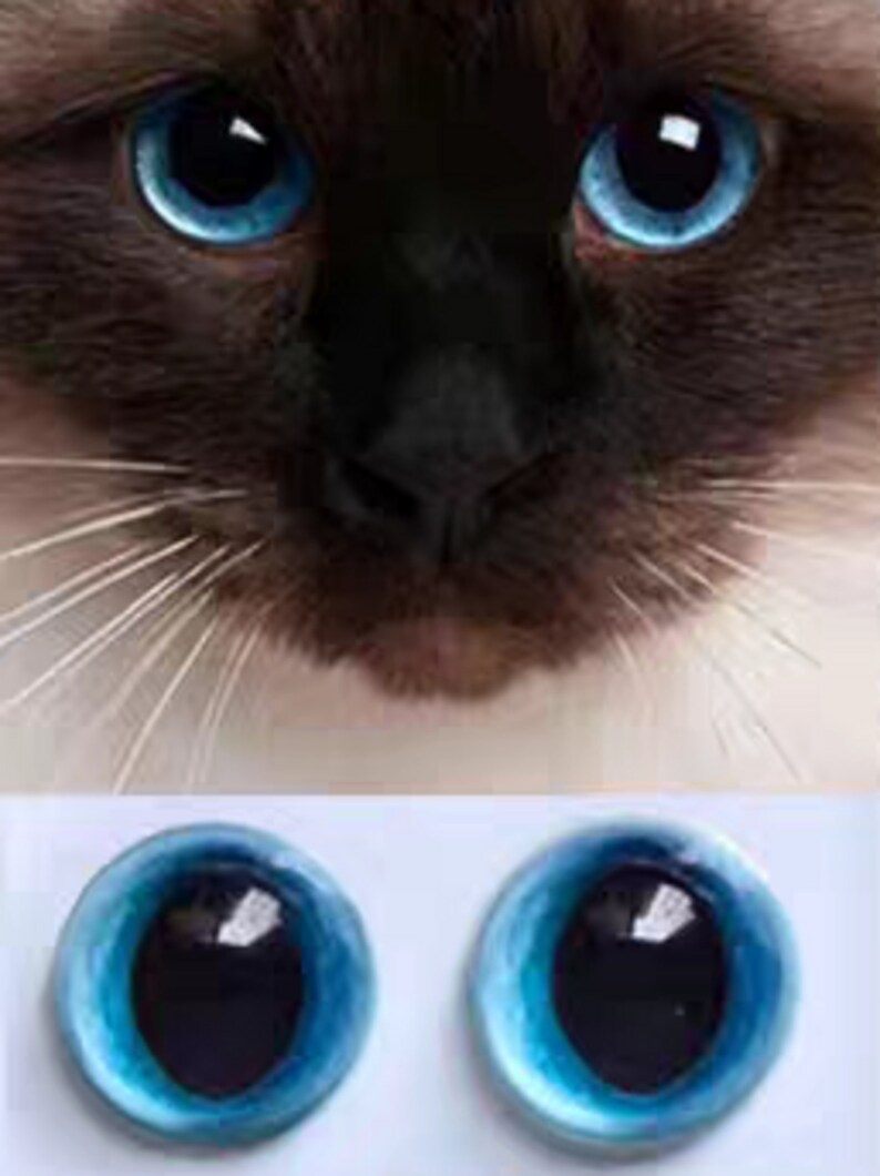 May include: A close-up of a cat's face with vivid blue eyes and a brown and white coat. Below, two round, blue cat eye cabochons with dark pupils are displayed, ideal for crafting projects.