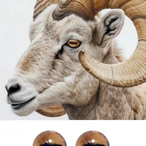 May include: Close-up of a brown and white ram's head with large curled horns. The ram has a light brown eye with a black pupil. The image also shows two brown and black animal eyes.
