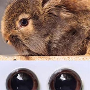 Puede incluir: Primer plano de un conejo marrón con pelo largo y ojos oscuros. Debajo del conejo hay dos ojos redondos de cristal marrón, con un centro oscuro y un anillo exterior marrón claro. Los ojos son para manualidades.