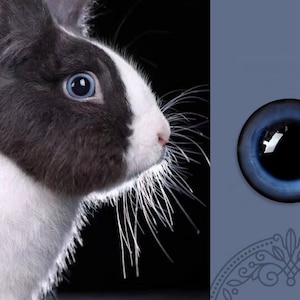 Blue rabbit eyes glass eye cabochons dark blue eyes for toys felted cat eyes stuffed toy eyes hare doll eyes amigurumi bunny toy eyes diy