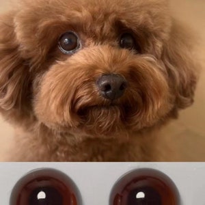 Könnte beinhalten: Nahaufnahme eines braunen Toy-Pudels mit flauschigem Fell und dunklen Augen. Darunter zwei braune, runde Glaspuppenaugen mit einem Reflex.