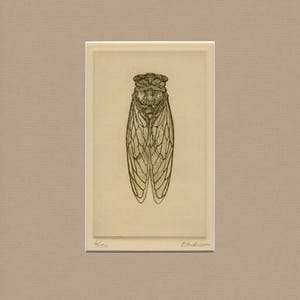 Cicada Neotibicen canicularis -  Original Etching