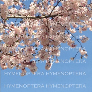 Spring Blossoms  - digital download
