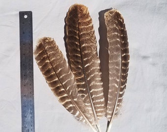 Plumas de pavo salvaje, cobertizo natural, punteros de pavo barrados de 10 a 14 pulgadas para pluma de escritura, sombrerería y pluma atrapasueños, de origen humanitario