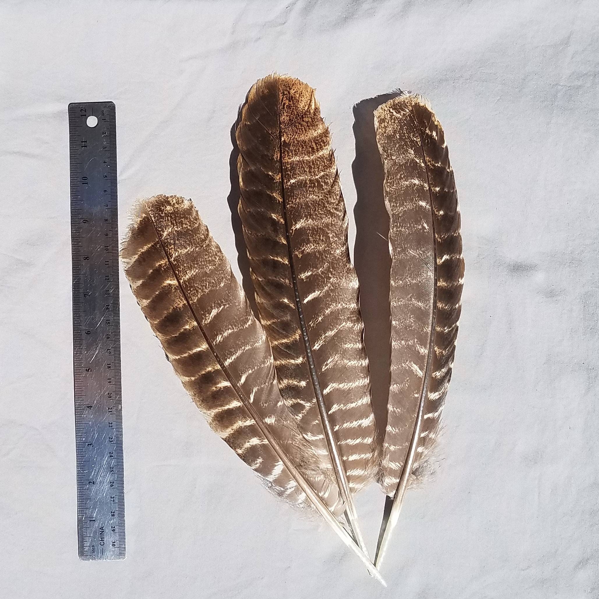 Full Length Natural Barred Wild Turkey Feathers