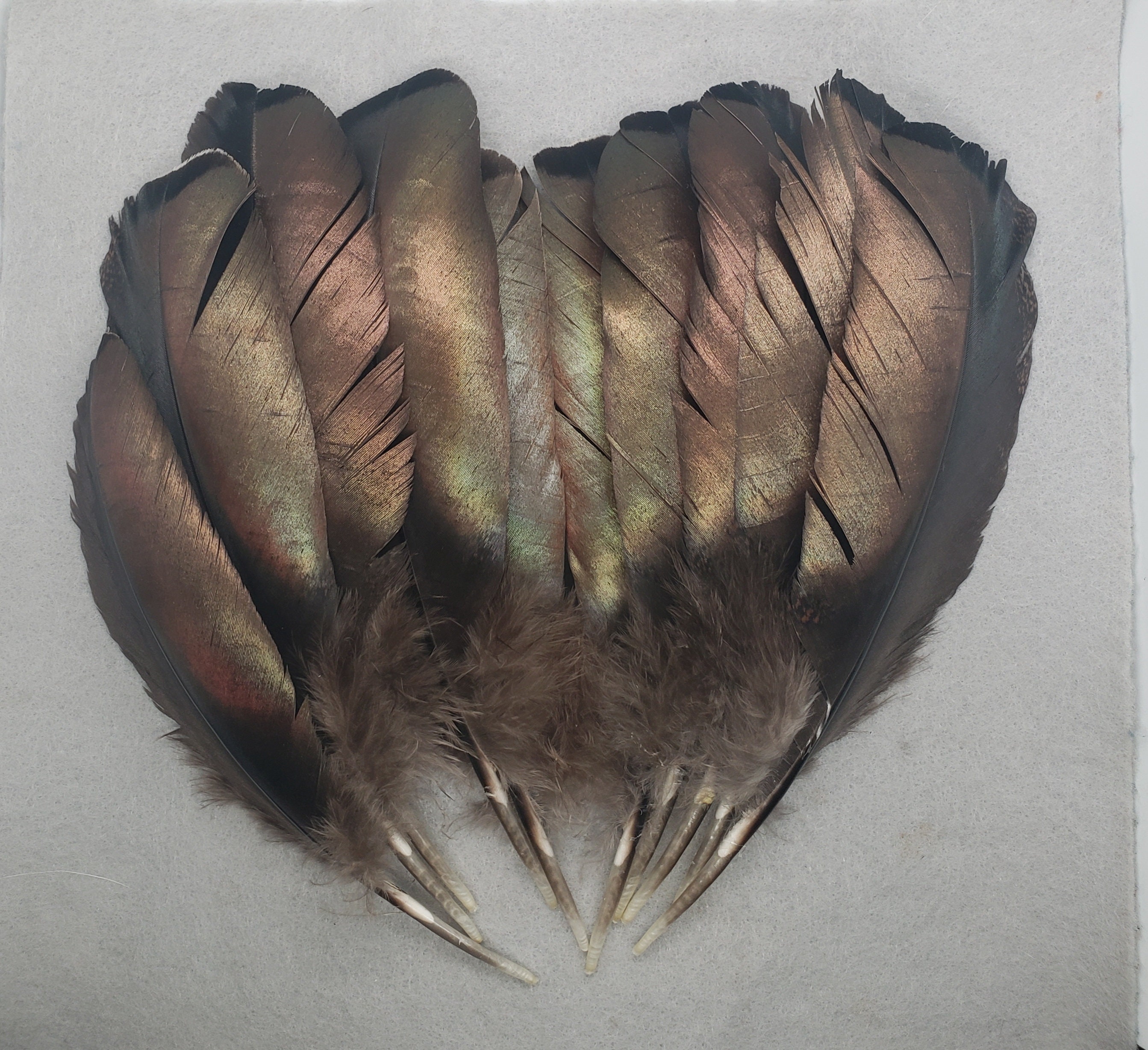 Wild Turkey Feathers Art Print 