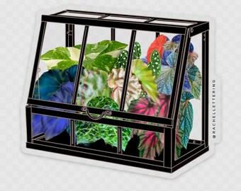 Akerbar Greenhouse CLEAR background | Taconite Begonia | Thai Constellation Monstera | Begonia Maculata | Albo Monstera | Terrarium Plant