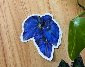 Begonia Pavonina Sticker | Terrarium | Houseplant | Gift | Botanical