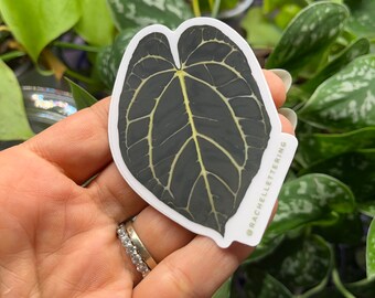 Anthurium Sticker | Clear Background | Leaf Decal | Botanical | Botany | Houseplant | Rare Plants