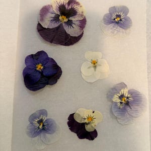 Pressed violas pansies
