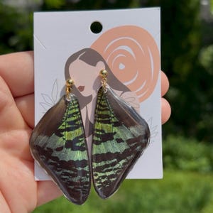 preserved sunset moth earrings