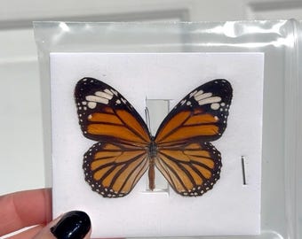 Monarch butterfly, ethically sourced