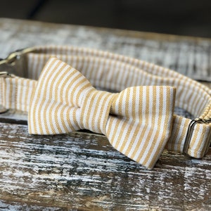 Golden Stripe Collar + Bow Tie