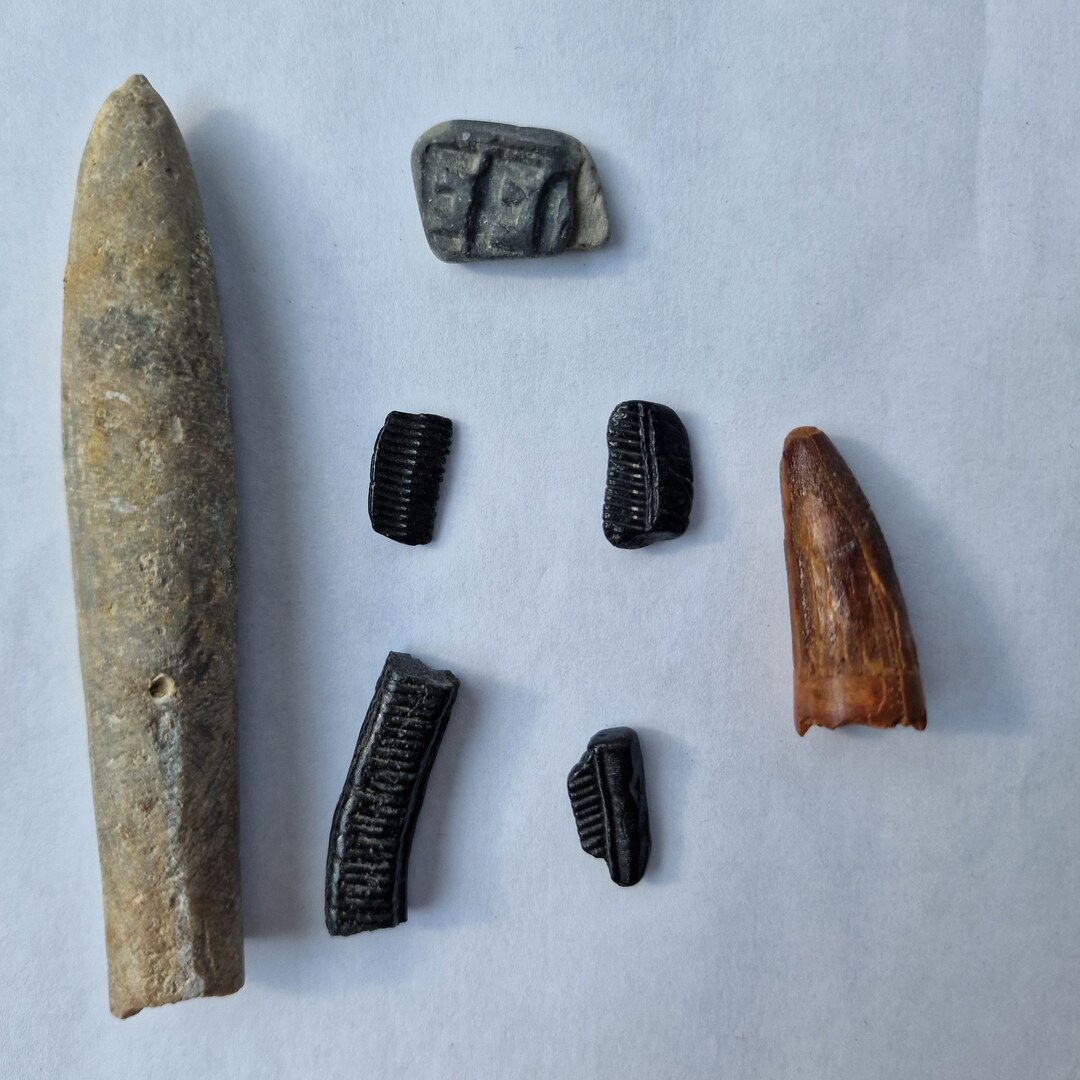 Neolithicum Fossiles 7 Archeological Find Neolithicum 6000/4000 B C - Etsy
