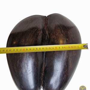 Op de afbeelding: Een grote, donkerbruine coco de mer-zaad, met een meetlint dat een lengte van ongeveer 25 cm aangeeft. De zaad heeft een kenmerkende, tweelobbige vorm en een getextureerd oppervlak, tegen een witte achtergrond.