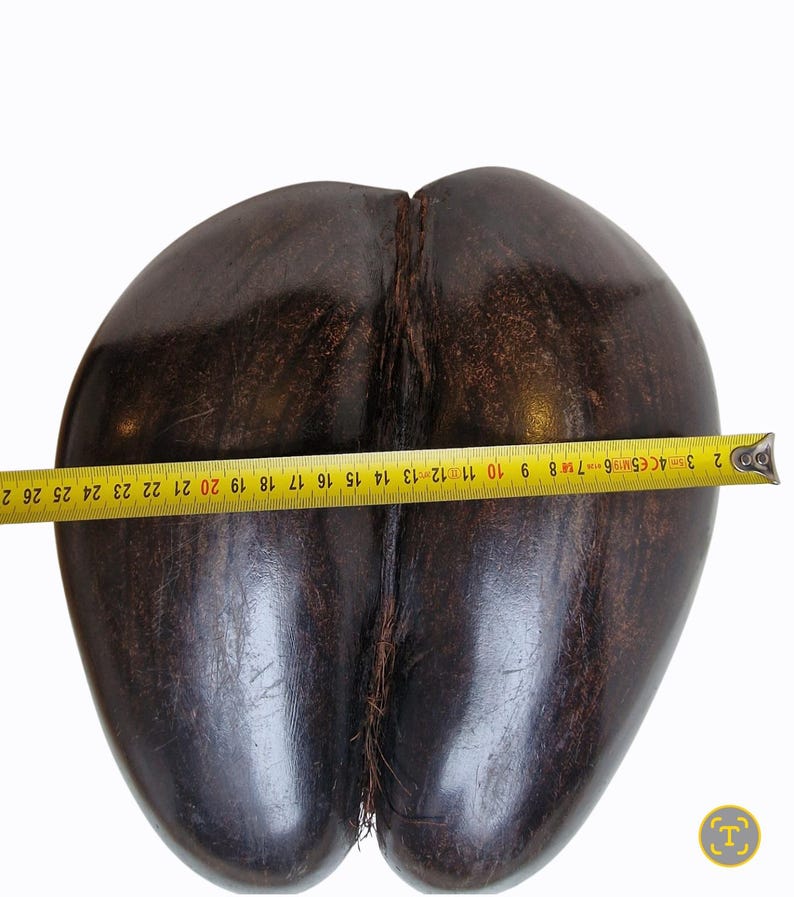 Op de afbeelding: Een grote, donkerbruine coco de mer-zaad, met een meetlint dat een lengte van ongeveer 25 cm aangeeft. De zaad heeft een kenmerkende, tweelobbige vorm en een getextureerd oppervlak, tegen een witte achtergrond.
